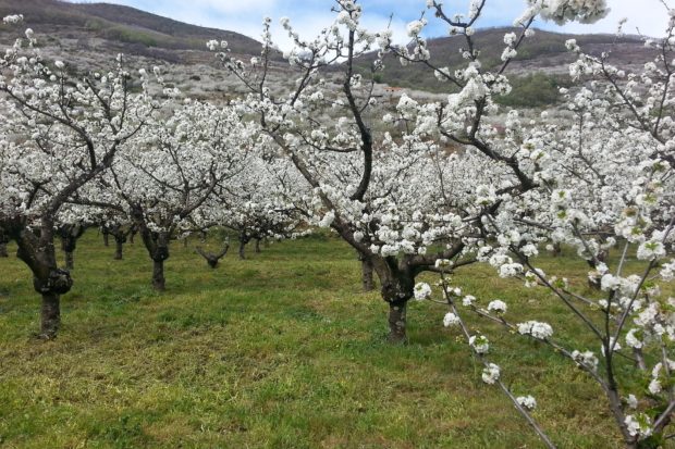 Spain's Jerte Valley.