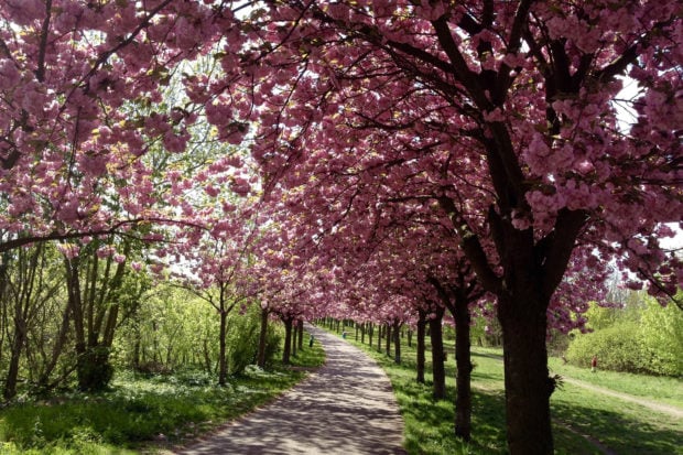 Blossoms along Berlin's Mauerweg.