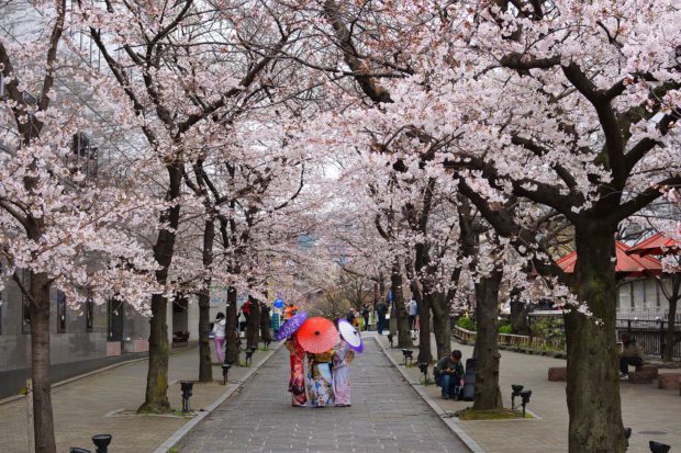 Sakura in Kyoto. Courtesy Pavlo Klein