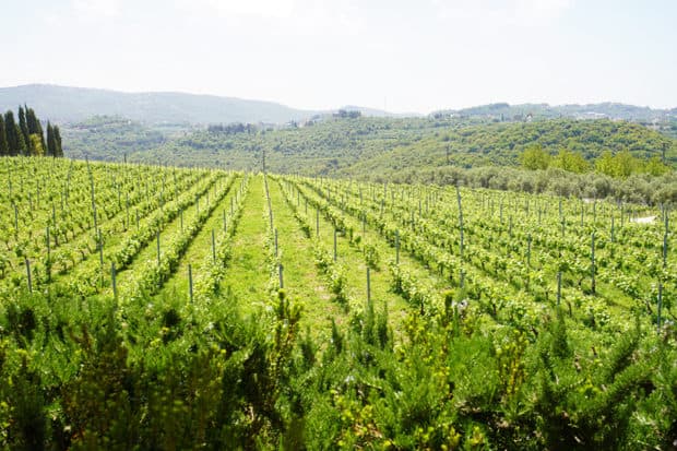 The vineyards at IXSIR winery in Lebanon. Photo by Dominick Walker.