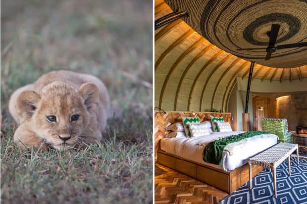 Left: A lion cub seen on a game drive at Singita Sasakwa Lodge in Tanzania; right: a colorful bedroom at Bisate Lodge in Rwanda.