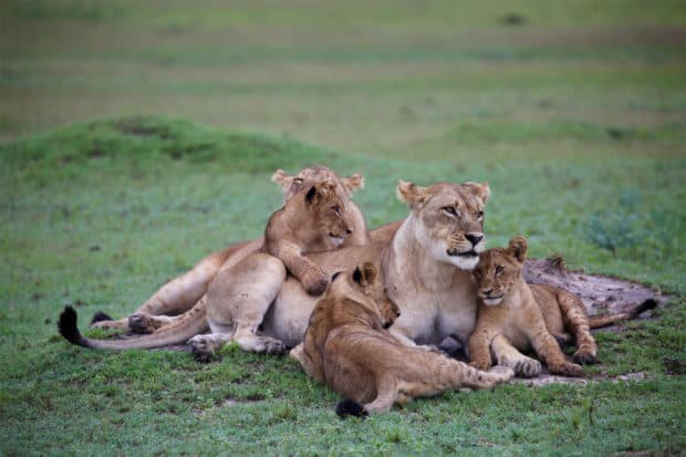 On safari in Botswana. Photo by Indagare's Rose Allen. 