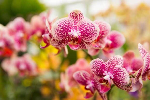 Orchids at the New York Botanical Garden.