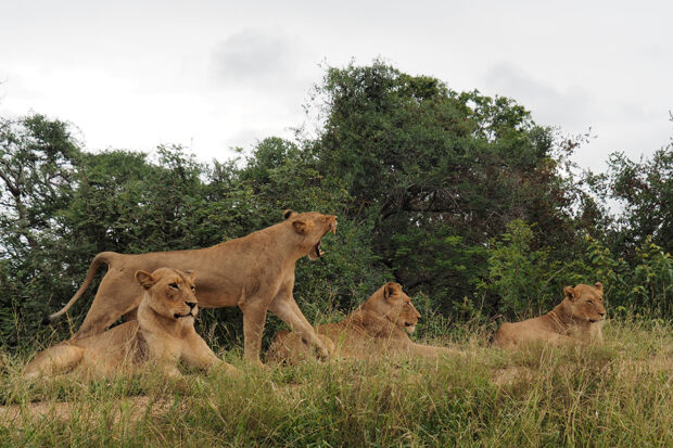 South Africa Safari Kruger national park lioness pack