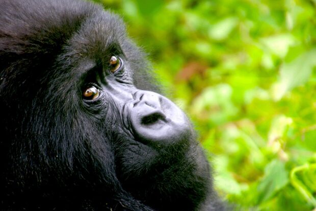 An endangered mountain gorilla in Rwanda's Volcanoes National Park. Courtesy Diana Li