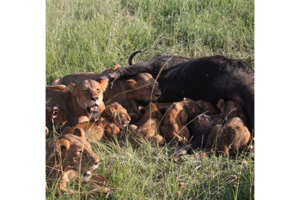 Lions enjoying dinner, photo by Kial Church