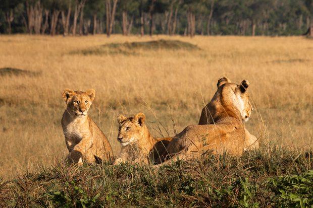 Lions in Kenya. Photo by Colin Heinrich, courtesy Indagare