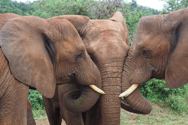 South_Africa-Madikwe-Rose_Allen-2017-Elephant_Group_Hug