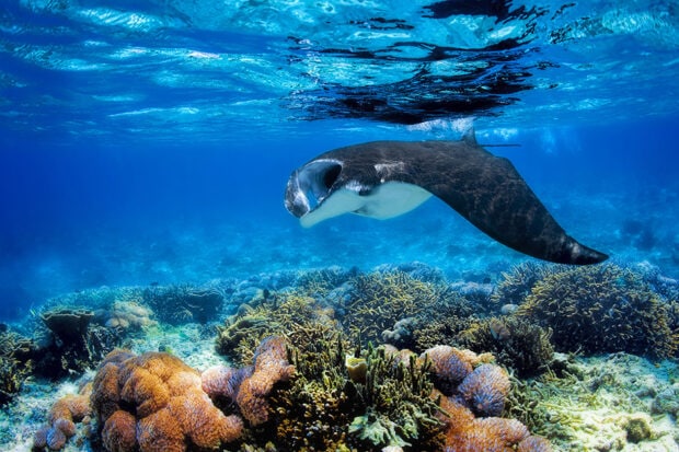 Fiji-manta-ray