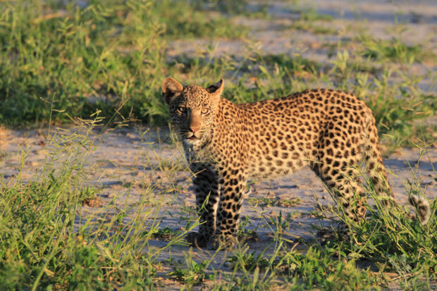 Leopard in Botswana. Photo by Ried Stelly.