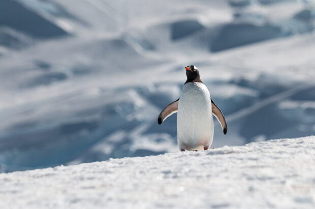 A penguin at Mikkelson Harbor. Photo by Colin Heinrich courtesy Indagare.