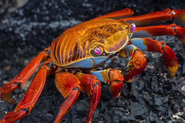 Sally Lightfoot Crab in the Galapagos, photo by Colin Heinrich, courtesy Indagare