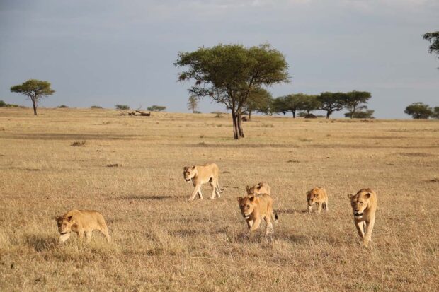 Lions in Tanzania. Courtesy Indagare