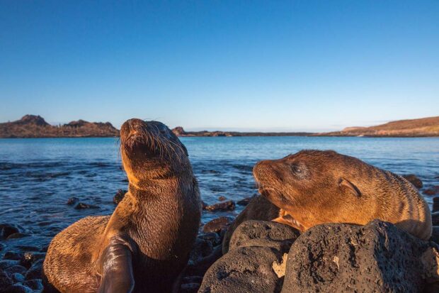 Seals in the Galapagos. Photo by Colin Heinrich. Courtesy Indagare