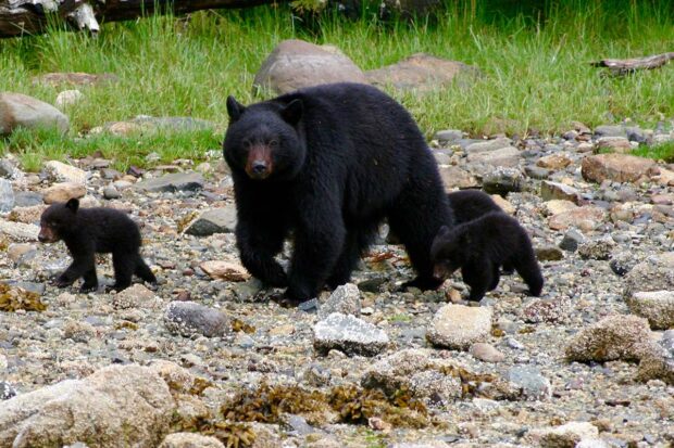 Courtesy Clayoquot Wilderness Lodge