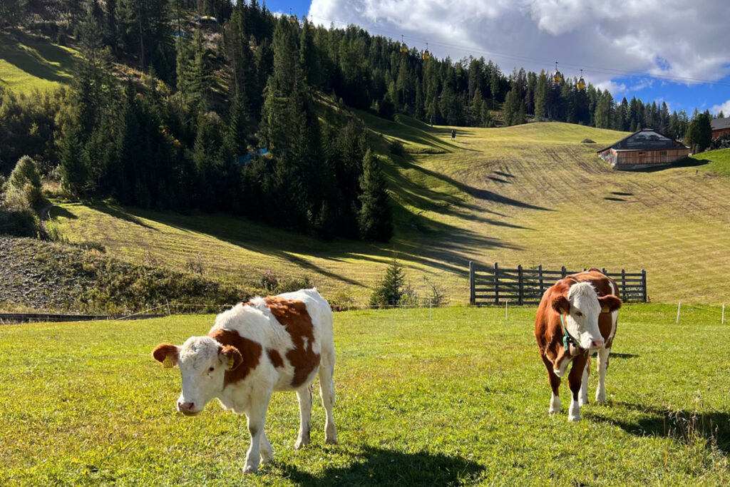 Dolomites Cows