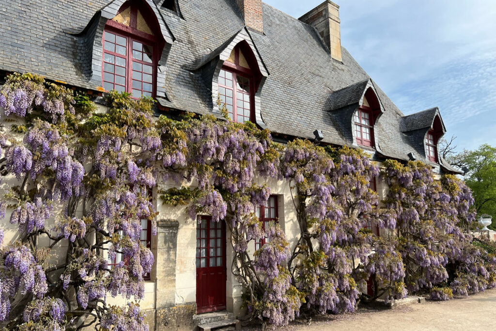 Loire Valley Wisteria