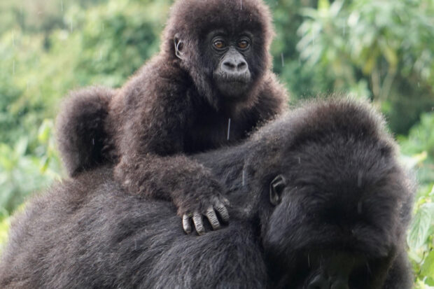 Gorillas in Rwanda