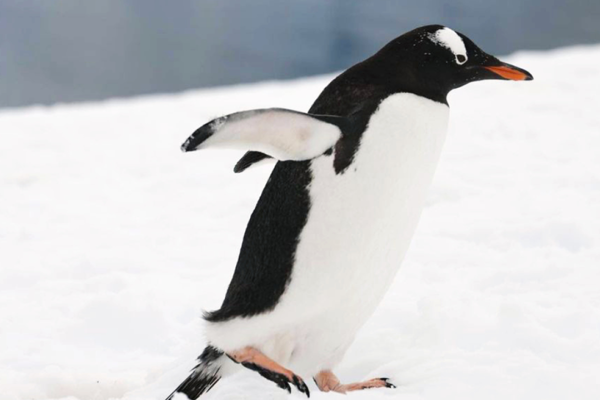 Penguin in Antarctica Photo by MBB Courtesy Indagare