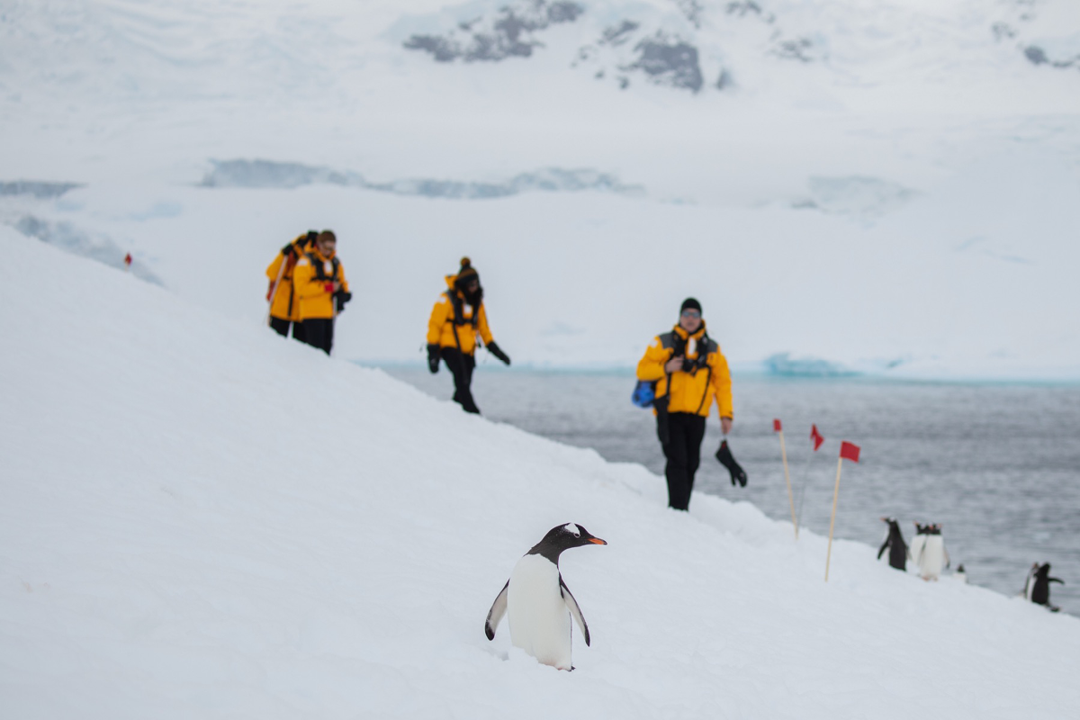 Penguin Antarctica Michelle Sole Quark