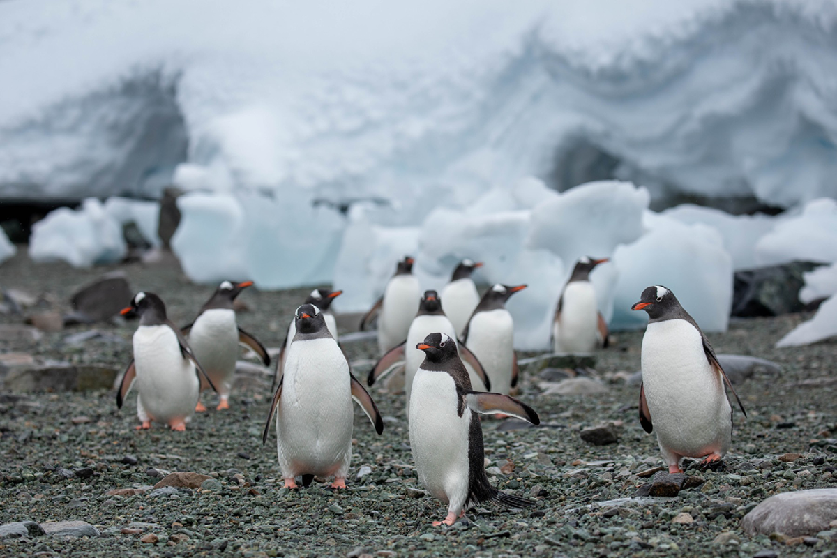 Penguins in Antarctica Michelle Sole courtesy Quark Expeditions