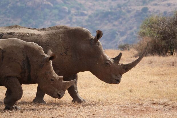 Kenya rhinos