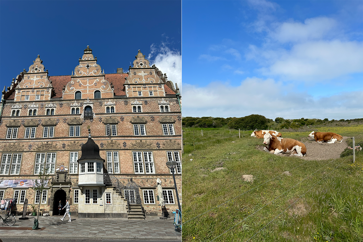 Left: Jens Bangs Stenhus in Aalborg. Right: Cows in Lønstrup. Photos by Trey Ross, courtesy Indagare