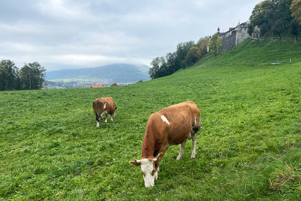 Gruyere Cows