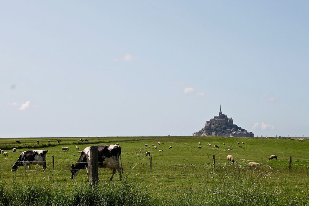 Normandy cows