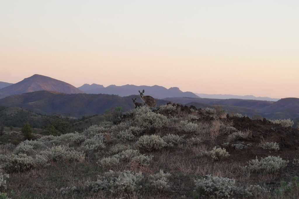 Kangaroos-at-Arkaba