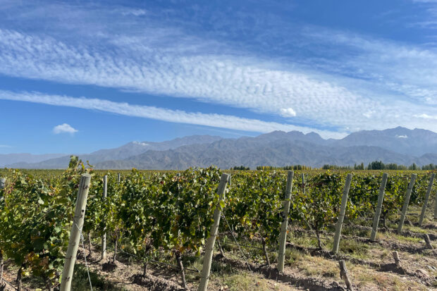 Mendoza, Argentina. Photo by Peter Schlesinger