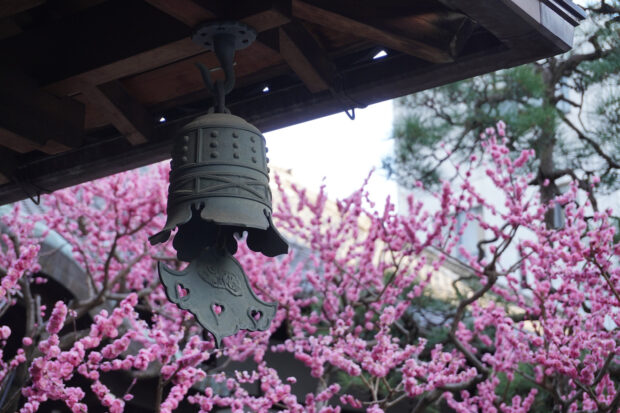 Exploring Kyoto. Photo by Elizabeth Harvey